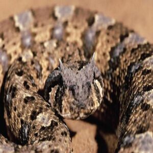 Bitis Arietans Venom Online (Puff Adder)