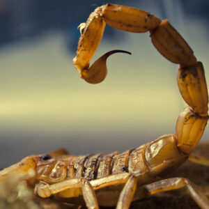 Deathstalker Scorpion Venom Online