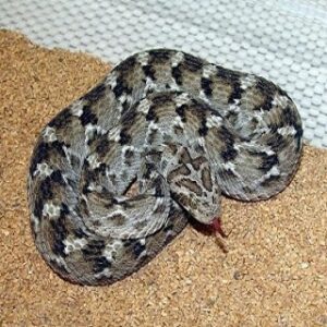 Echis Carinatus Venom Online