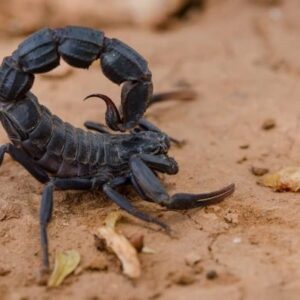 Androctonus Crassicauda Venom Scorpion