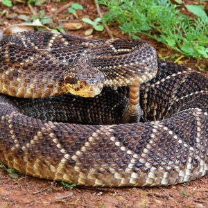 Crotalus Durissus Venom Online