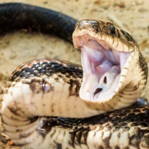 Jararaca Pit Viper Snake Venom