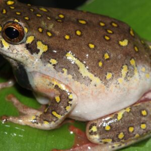 Kassina Senegalensis Toad Venom