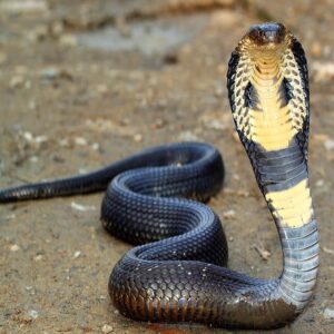 King Cobra Snake Venom