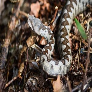 Vipera Ammodytes Venom