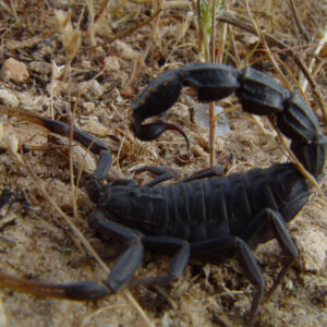 Moroccan Black Thick-tailed Scorpion Venom