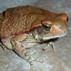 Schismaderma Carens Toad Venom