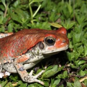 Schismaderma Carens Toad Venom