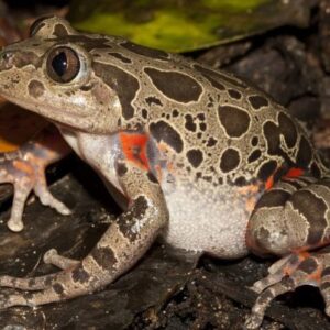 Kassina Senegalensis Toad Venom